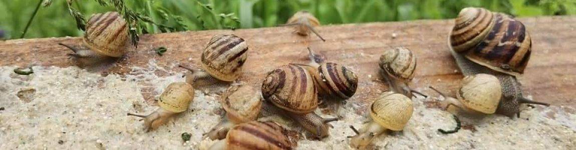 Les Escargots de la Baie