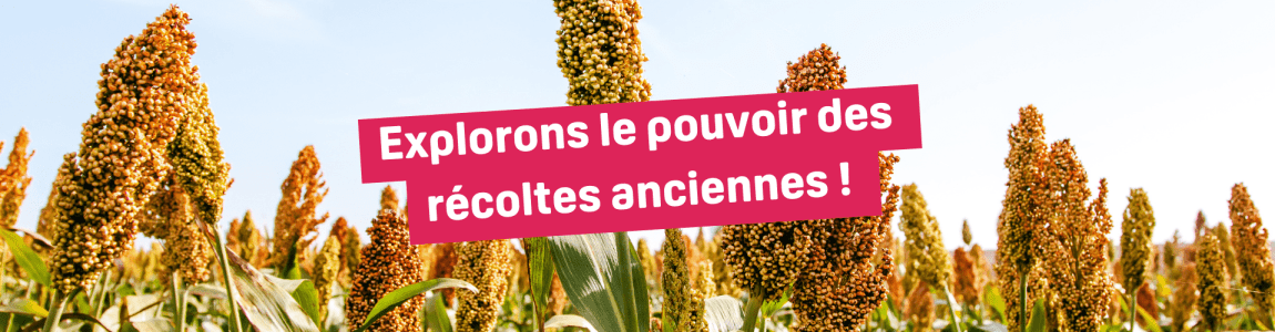 Vieille Graine